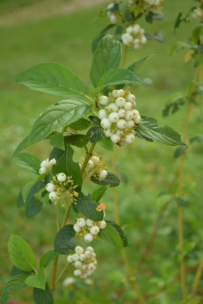 Vita Bär Cornus Alba Sibirica Variegata Svidina Hundträ Vit Telikraniya — Stockfoto