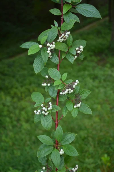 Bacche Bianche Cornus Alba Sibirica Variegata Svidina Corniolo Telikraniya Bianco — Foto Stock