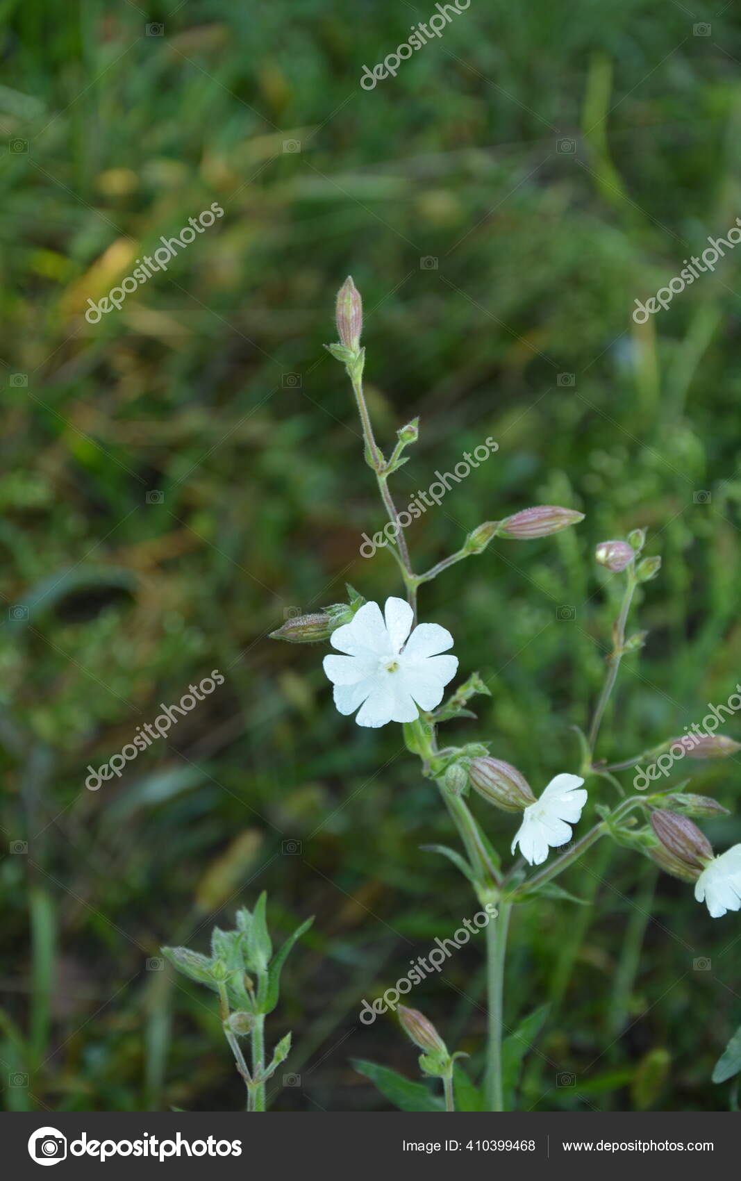 Common Soapwort Saponaria Officinalis Caryophyllaceae Perennial Plant Known Also Bouncing Stock Photo Image By C Weha 410399468