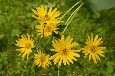 Silphium perfoliatum, Asteraceae (Asteraceae) familyasından bir bitki türü.