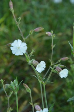 Yaygın sabun otu (Saponaria officinalis, Caryophyllaceae) - zıplayan bahis, karga sabunu, vahşi tatlı William ya da sabun otu olarak da bilinir. Beyaz çiçekler yakından görünüyor. Doğal tıpta kullanılır..