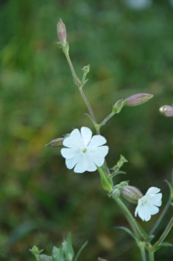 Yaygın sabun otu (Saponaria officinalis, Caryophyllaceae) - zıplayan bahis, karga sabunu, vahşi tatlı William ya da sabun otu olarak da bilinir. Beyaz çiçekler yakından görünüyor. Doğal tıpta kullanılır..