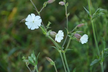 Yaygın sabun otu (Saponaria officinalis, Caryophyllaceae) - zıplayan bahis, karga sabunu, vahşi tatlı William ya da sabun otu olarak da bilinir. Beyaz çiçekler yakından görünüyor. Doğal tıpta kullanılır..