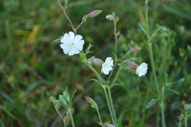 Yaygın sabun otu (Saponaria officinalis, Caryophyllaceae) - zıplayan bahis, karga sabunu, vahşi tatlı William ya da sabun otu olarak da bilinir. Beyaz çiçekler yakından görünüyor. Doğal tıpta kullanılır..