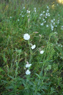Yaygın sabun otu (Saponaria officinalis, Caryophyllaceae) - zıplayan bahis, karga sabunu, vahşi tatlı William ya da sabun otu olarak da bilinir. Beyaz çiçekler yakından görünüyor. Doğal tıpta kullanılır..