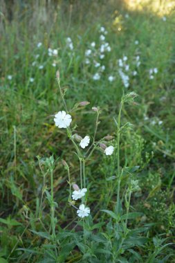 Yaygın sabun otu (Saponaria officinalis, Caryophyllaceae) - zıplayan bahis, karga sabunu, vahşi tatlı William ya da sabun otu olarak da bilinir. Beyaz çiçekler yakından görünüyor. Doğal tıpta kullanılır..