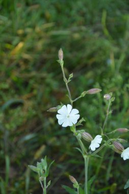 Yaygın sabun otu (Saponaria officinalis, Caryophyllaceae) - zıplayan bahis, karga sabunu, vahşi tatlı William ya da sabun otu olarak da bilinir. Beyaz çiçekler yakından görünüyor. Doğal tıpta kullanılır..