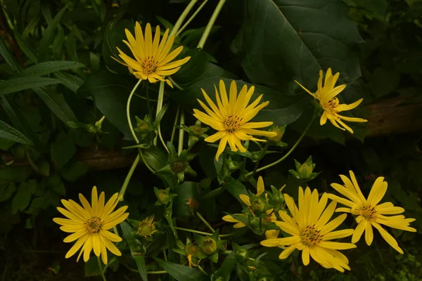 Silphium Perfoliatum Чашечное Растение Чашечное Растение Является Одним Видов Цветущих — стоковое фото