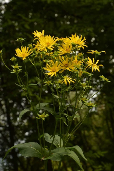 Silphium Perfoliatum Die Becherpflanze Ist Eine Blütenpflanze Aus Der Familie — Stockfoto