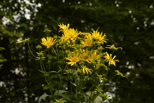 Silphium Perfoliatum Pianta Coppa Pianta Coppa Una Specie Pianta Fiore — Foto Stock