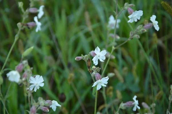 Obyčejné Mýdlo Saponaria Officinalis Caryophyllaceae Celoroční Rostlina Známá Také Jako — Stock fotografie