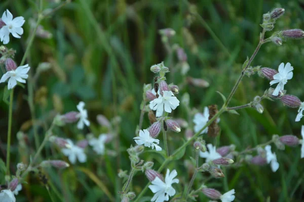 Soapwort Comum Saponaria Officinalis Caryophyllaceae Planta Perene Conhecida Também Como — Fotografia de Stock