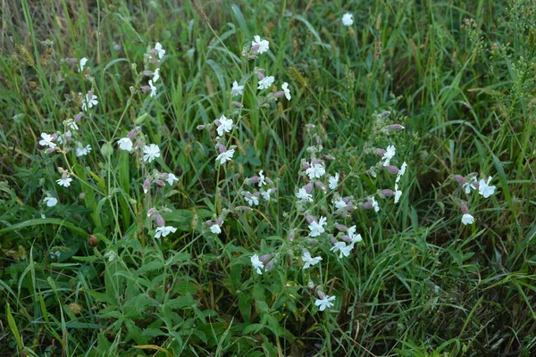 Gusano Común Saponaria Officinalis Caryophyllaceae Planta Perenne Conocida También Como —  Fotos de Stock