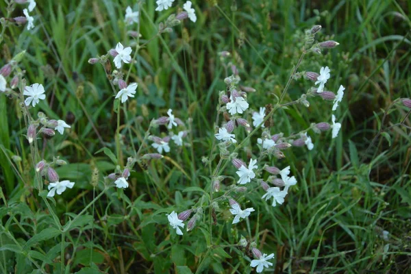 Soapwort Comum Saponaria Officinalis Caryophyllaceae Planta Perene Conhecida Também Como — Fotografia de Stock