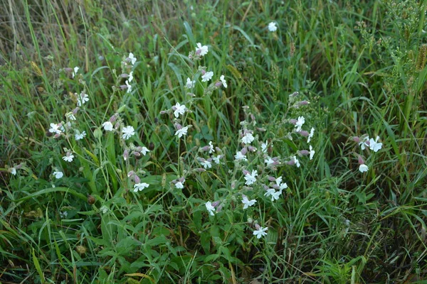 Mydlnica Zwyczajna Saponaria Officinalis Caryophyllaceae Wieloletnia Roślina Znana Również Jako — Zdjęcie stockowe