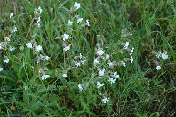 Common Soapwort Saponaria Officinalis Caryophyllaceae Perennial Plant Known Also Bouncing — Stock Photo, Image