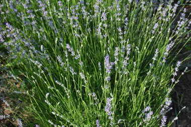 Lavanta çiçeği tarlası, çiçek açan mor kokulu lavanta çiçekleri. Büyüyen lavanta, gün batımı gökyüzünde sallanıyor, hasat, parfüm bileşeni, aromateryal terapisi. Lavanta tarlası, parfüm malzemesi.