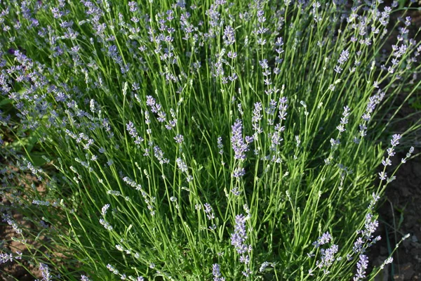 Lavender flower field, Blooming Violet fragrant lavender flowers. Growing Lavender swaying on wind over sunset sky, harvest, perfume ingredient, aromatherapy. Lavender field, Perfume ingredient