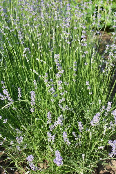 Lavender flower field, Blooming Violet fragrant lavender flowers. Growing Lavender swaying on wind over sunset sky, harvest, perfume ingredient, aromatherapy. Lavender field, Perfume ingredient