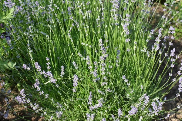 Campo Flores Lavanda Flores Lavanda Perfumadas Violeta Flor Lavanda Crescente — Fotografia de Stock