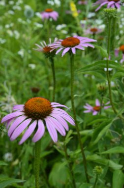 Ekinezya, deniz aşırı ülkelere karşı etkili olduğundan grip ya da soğuk hava gibi şeyler popüler ve ekinezya çayı içerir..