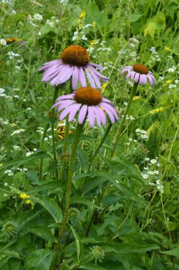 Ekinezya, deniz aşırı ülkelere karşı etkili olduğundan grip ya da soğuk hava gibi şeyler popüler ve ekinezya çayı içerir..