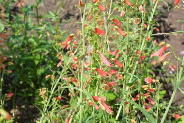 Kırmızı Başlıklı Kız Sakalı - Latince adı - Penstemon Barbatus Kırmızı Başlıklı Kız
