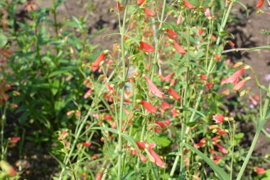 Kırmızı Başlıklı Kız Sakalı - Latince adı - Penstemon Barbatus Kırmızı Başlıklı Kız