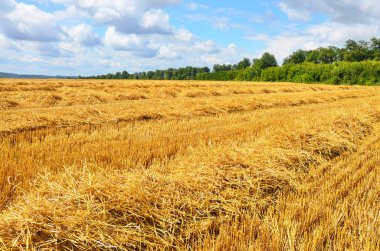 Hasattan sonra hasat edilen tarla. Hasat sırasında tarlanın kırsal arazisi..