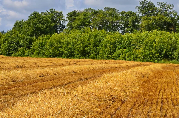 Champ Agricole Sur Lequel Repose Paille Après Récolte Champ Après — Photo