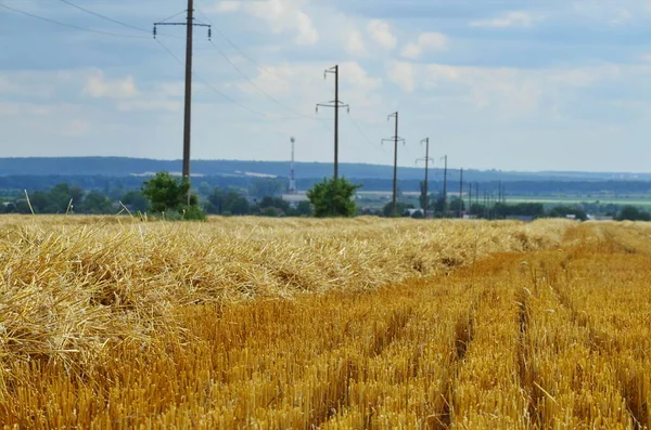 Pole Rolne Którym Leży Słoma Zbiorze Plonów Pole Zbiorze Plonu — Zdjęcie stockowe