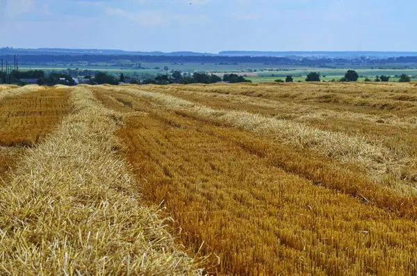 Pole Rolne Którym Leży Słoma Zbiorze Plonów Pole Zbiorze Plonu — Zdjęcie stockowe