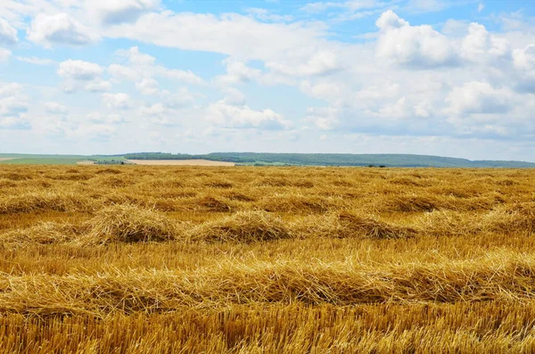 Campo Agrícola Que Encuentra Paja Después Cosecha Campo Después Cosecha —  Fotos de Stock