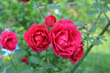 Bahçede çiçek açan kırmızı güller. Parkta gül.