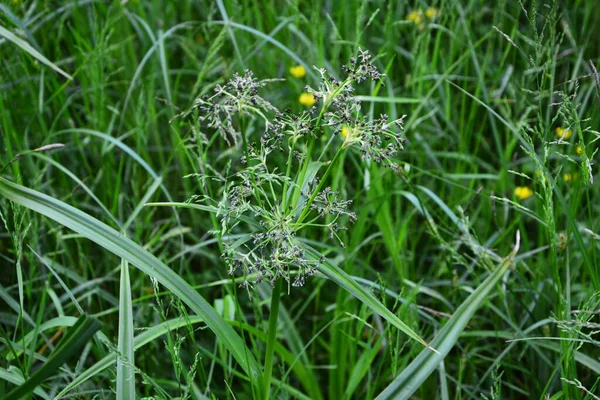 Scirpus Sylvaticus Blomsterväxt Familjen Cyperaceae Blomsterväxt Familjen Cyperaceae — Stockfoto