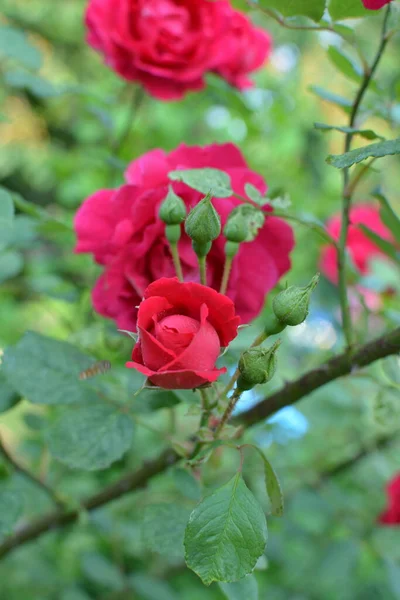 园中放着红玫瑰 公园里放着玫瑰 — 图库照片