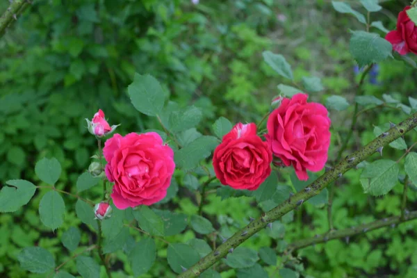 Floraison Roses Rouges Dans Jardin Rose Dans Parc — Photo