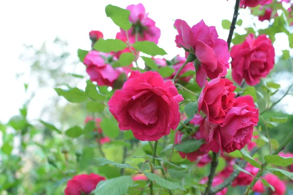 Floração Rosas Vermelhas Jardim Rose Parque — Fotografia de Stock