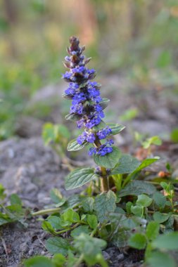 Mavi ya da sıradan borazan, bugleherb, bugleweed, havyar ya da halı bugleweed (Ajuga reptans)