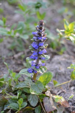 Mavi ya da sıradan borazan, bugleherb, bugleweed, havyar ya da halı bugleweed (Ajuga reptans)