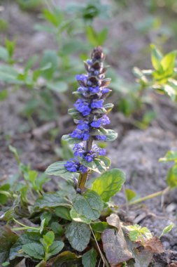 Mavi ya da sıradan borazan, bugleherb, bugleweed, havyar ya da halı bugleweed (Ajuga reptans)