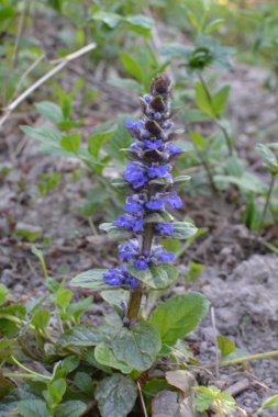 Mavi ya da sıradan borazan, bugleherb, bugleweed, havyar ya da halı bugleweed (Ajuga reptans)