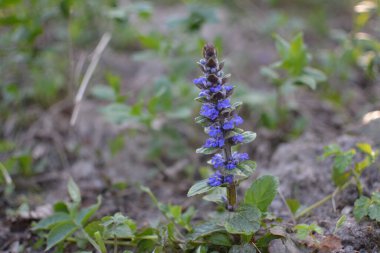 Mavi ya da sıradan borazan, bugleherb, bugleweed, havyar ya da halı bugleweed (Ajuga reptans)