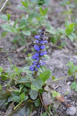 Mavi ya da sıradan borazan, bugleherb, bugleweed, havyar ya da halı bugleweed (Ajuga reptans)