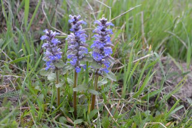 Mavi ya da sıradan borazan, bugleherb, bugleweed, havyar ya da halı bugleweed (Ajuga reptans)