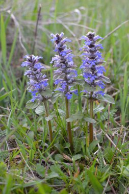 Mavi ya da sıradan borazan, bugleherb, bugleweed, havyar ya da halı bugleweed (Ajuga reptans)