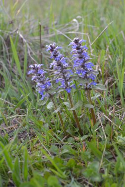 Mavi ya da sıradan borazan, bugleherb, bugleweed, havyar ya da halı bugleweed (Ajuga reptans)