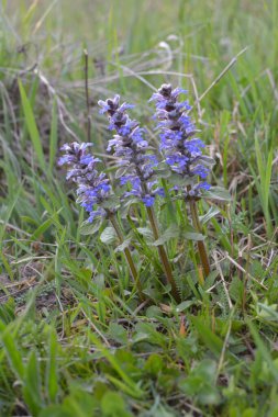 Mavi ya da sıradan borazan, bugleherb, bugleweed, havyar ya da halı bugleweed (Ajuga reptans)