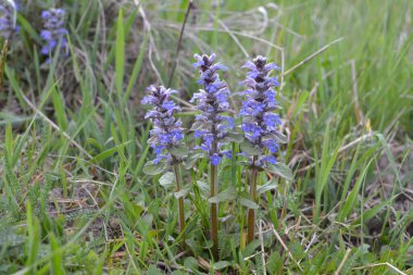 Mavi ya da sıradan borazan, bugleherb, bugleweed, havyar ya da halı bugleweed (Ajuga reptans)