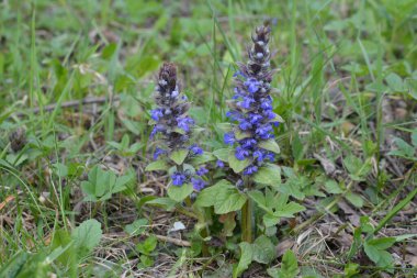 Mavi ya da sıradan borazan, bugleherb, bugleweed, havyar ya da halı bugleweed (Ajuga reptans)